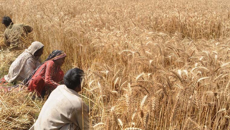 Nurturing Growth: Pakistan’s Agriculture Industry Amidst Political Challenges